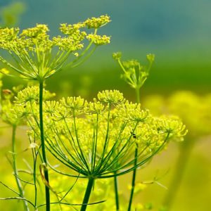 FENOUIL AROMATIQUE