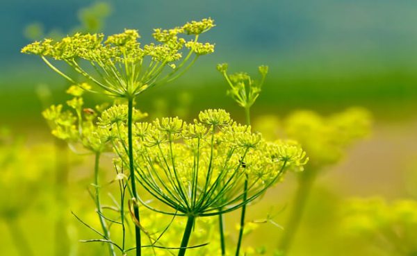 FENOUIL AROMATIQUE